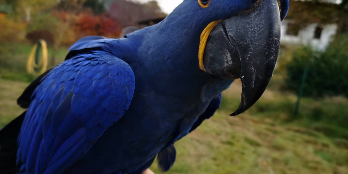 Buy Macaw: Why the Exotic Bird is the Perfect Pet for Bird Enthusiasts